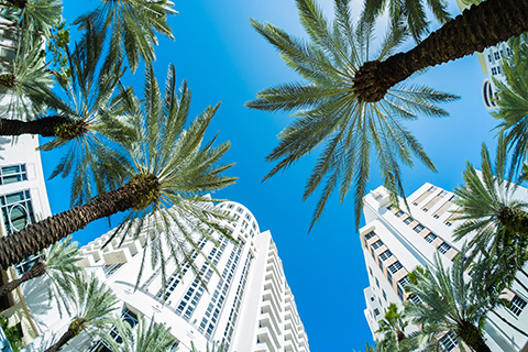 This is a stock photo. Taken with a fish eye lense, this is a photo of buildings and palm trees in Brickell.